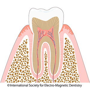 歯と歯茎の断面図